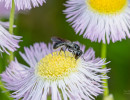 Possible Mock-orange Scissor Bee (Chelostoma philadelphi) on fleabane flower