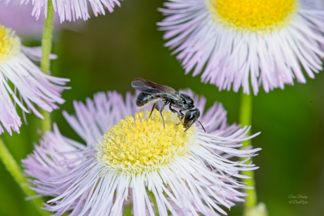 Possible Mock-orange Scissor Bee (Chelostoma philadelphi) on fleabane flower