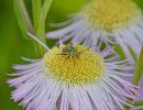 (Harmostes reflexulus) a scentless plant bug on fleabane flowers