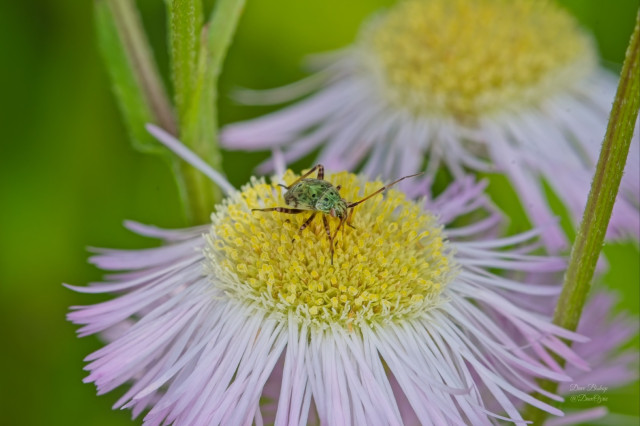 (Harmostes reflexulus) a scentless plant bug on fleabane flowers