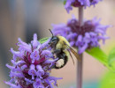 Native bumble bee on native flower