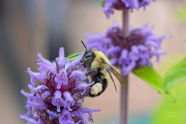 Native bumble bee on native flower