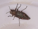 Six-marked Jewel Beetle (Chrysobothris sexsignata)