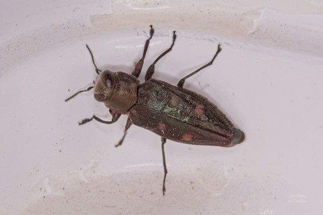 Six-marked Jewel Beetle (Chrysobothris sexsignata)