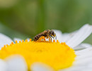 Ligated Furrow Bee (Halictus ligatus) on Daisy fleabane flower