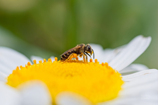 Ligated Furrow Bee (Halictus ligatus) on Daisy fleabane flower