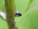 Milkweed Stem Weevil (Rhyssomatus lineaticollis) on Common milkweed