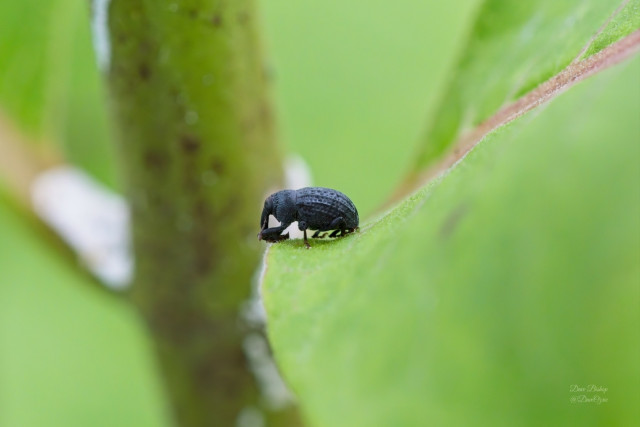Milkweed Stem Weevil (Rhyssomatus lineaticollis) on Common milkweed