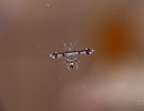 Himmelman's and Busck's Plume Moths Complex (Geina tenuidactylus)