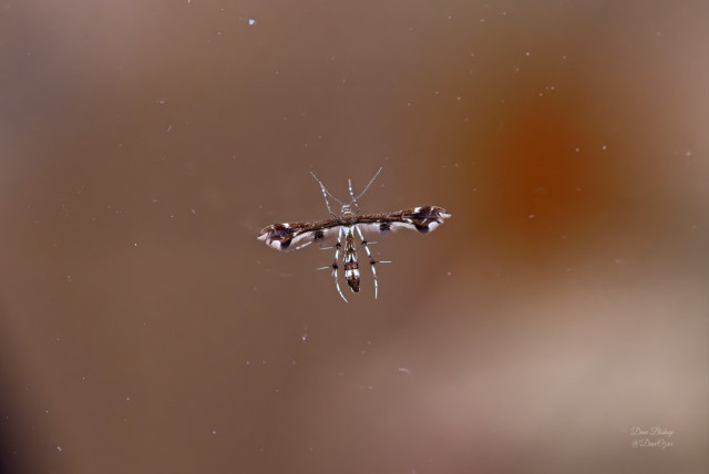 Himmelman's and Busck's Plume Moths Complex (Geina tenuidactylus)