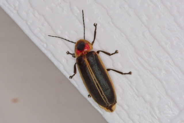 Common Eastern Firefly (Photinus pyralis)