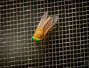 Striped Horse Fly (Tabanus lineola)