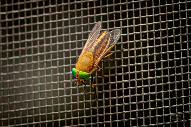 Striped Horse Fly (Tabanus lineola)