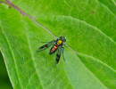 (Condylostylus patibulatus) a Long-legged Fly