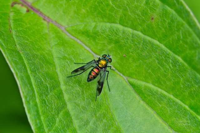 (Condylostylus patibulatus) a Long-legged Fly