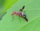 Common Picture-winged Fly (Delphinia picta)