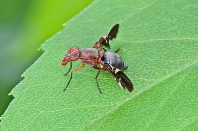 Common Picture-winged Fly (Delphinia picta)