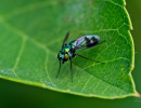(Condylostylus patibulatus) a Long-legged fly