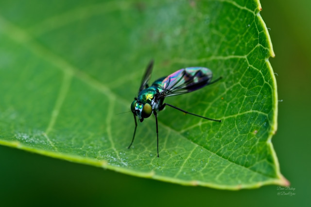 (Condylostylus patibulatus) a Long-legged fly