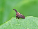 Two-marked Treehopper Complex Complex (Enchenopa binotata) on Eastern redbud leaves