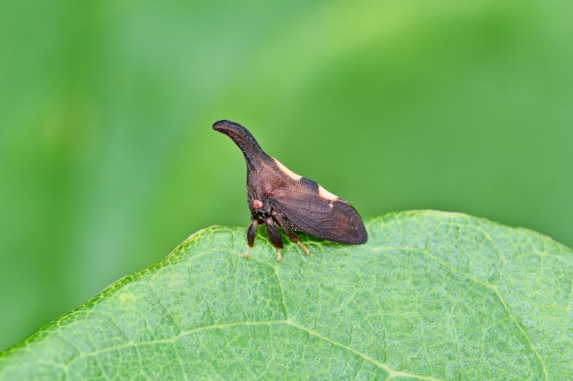 Two-marked Treehopper Complex Complex (Enchenopa binotata) on Eastern redbud leaves