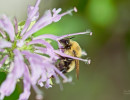 Two-spotted Bumble Bee (Bombus bimaculatus) on (Monarda fistulosa) Wild Bergamot flower
