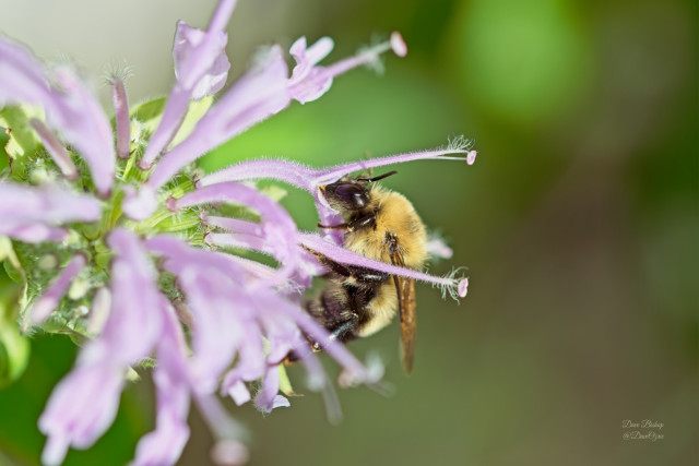 Two-spotted Bumble Bee (Bombus bimaculatus) on (Monarda fistulosa) Wild Bergamot flower