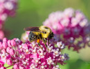 Brown-belted Bumble Bee (Bombus griseocollis) on Swamp milkweed (Asclepias incarnata) flower
