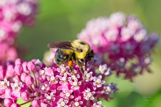 Brown-belted Bumble Bee (Bombus griseocollis) on Swamp milkweed (Asclepias incarnata) flower