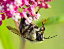 Brown-belted Bumble Bee (Bombus griseocollis) on Swamp milkweed (Asclepias incarnata) flower with pollinia stuck to its legs