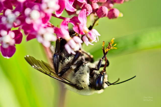 Brown-belted Bumble Bee (Bombus griseocollis) on Swamp milkweed (Asclepias incarnata) flower with pollinia stuck to its legs