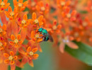 Pure Green Sweat Bee (Augochlora pura) on Butterfly milkweed (Asclepias tuberosa) flowers