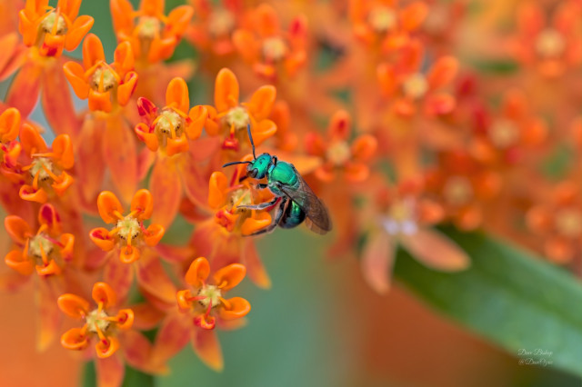 Pure Green Sweat Bee (Augochlora pura) on Butterfly milkweed (Asclepias tuberosa) flowers