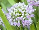 Prairie Onion (Allium stellatum) flowers