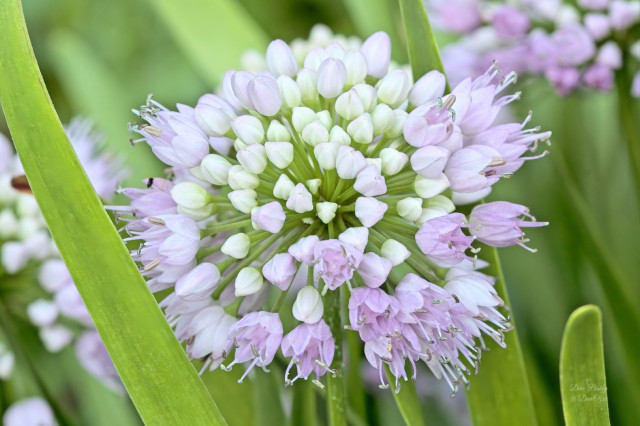 Prairie Onion (Allium stellatum) flowers