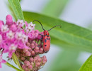 Red Milkweed Beetle (Tetraopes tetrophthalmus) on Swamp milkweed (Asclepias incarnata) flower