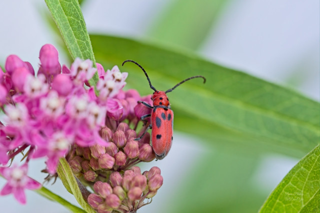 Red Milkweed Beetle (Tetraopes tetrophthalmus) on Swamp milkweed (Asclepias incarnata) flower