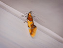 Tiny Orange-headed Callima Moth (Callima argenticinctella), total length: ~5 mm