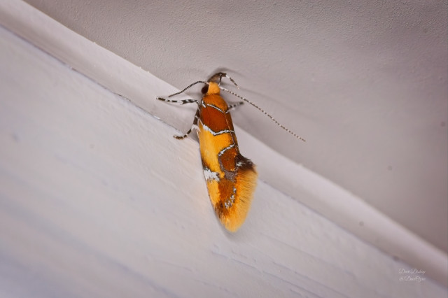 Tiny Orange-headed Callima Moth (Callima argenticinctella), total length: ~5 mm