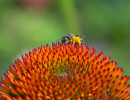 Ligated Furrow Bee (Halictus ligatus) on Purple coneflower