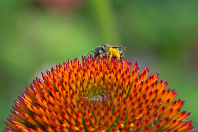 Ligated Furrow Bee (Halictus ligatus) on Purple coneflower