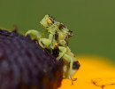 Jagged Ambush Bug (Phymata americana) on Black-eyed Susan (Rudbeckia hirta) flower