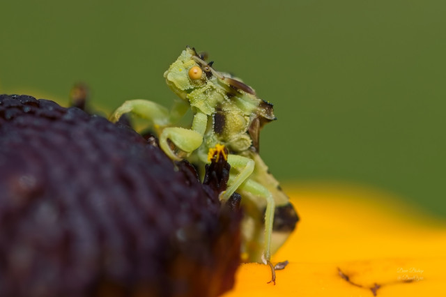 Jagged Ambush Bug (Phymata americana) on Black-eyed Susan (Rudbeckia hirta) flower