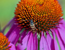 Banded Longhorn Beetle (Typocerus velutinus) on Purple coneflower (Echinacea purpurea)