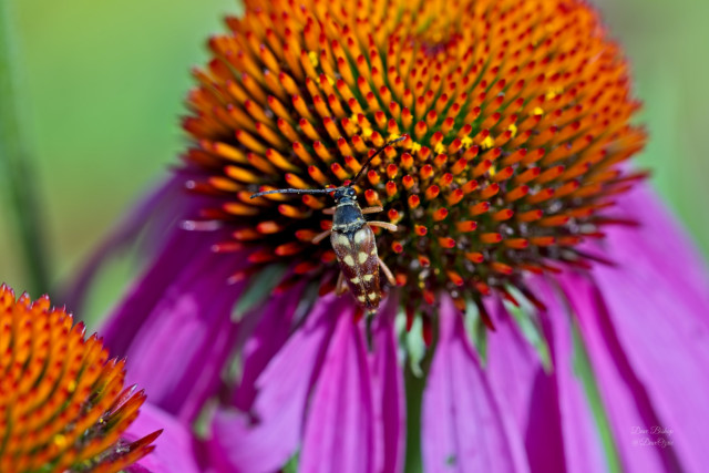 Banded Longhorn Beetle (Typocerus velutinus) on Purple coneflower (Echinacea purpurea)
