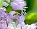 Native sweat bee on Prairie onion flower