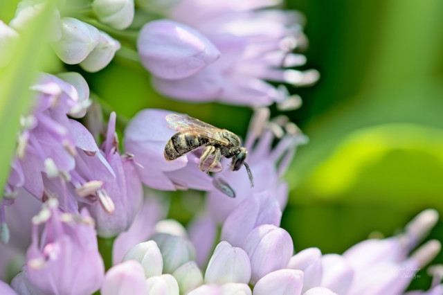 Native sweat bee on Prairie onion flower