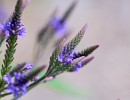 Blue Vervain (Verbena hastata) flowers