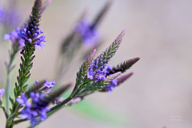 Blue Vervain (Verbena hastata) flowers