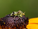 Jagged Ambush Bug (Phymata americana) on Black-eyed Susan (Rudbeckia hirta) flower